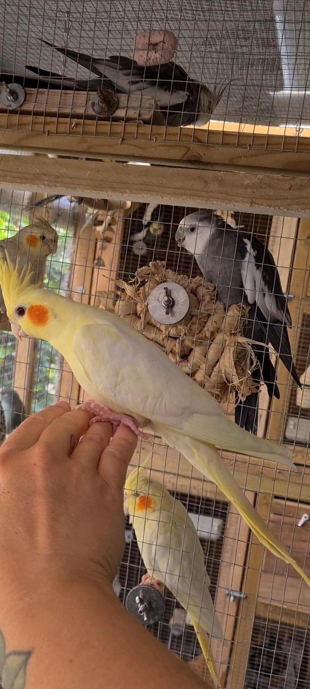 Preview of the first image of Handtame lutino Cockatiel baby 8 weeks old.