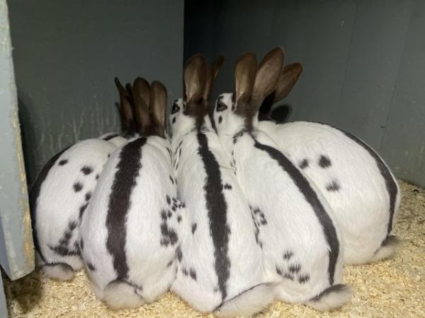 Image 5 of English spot rabbits - chocolate