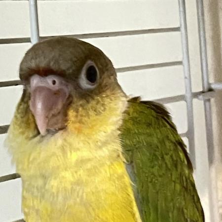 Image 3 of Young pineapple conure parrot green cheek conure ready now