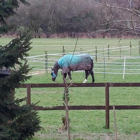 Image 1 of Lovely stable & excellent own paddocks available on private