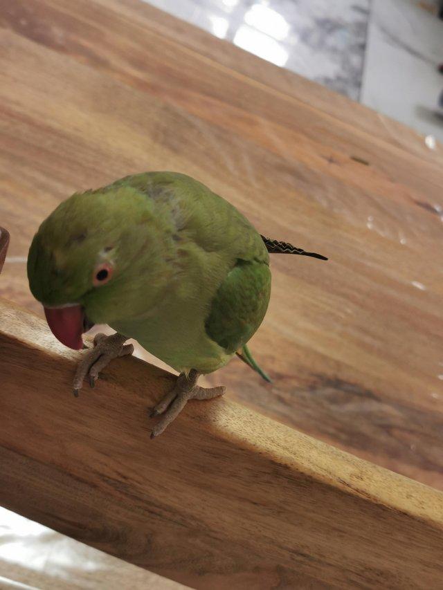 Preview of the first image of Female Indian ringneck for sale.