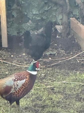 Image 2 of Pheasants male and female available for sale.
