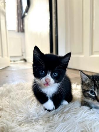 Image 12 of Last black and white boy and girl kittens for sale