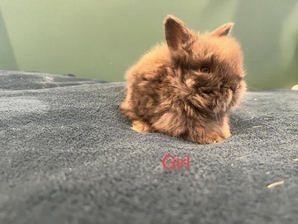 Image 6 of Mini double manned lionhead bunnies