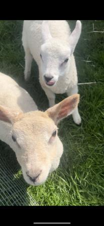 Image 1 of Pet home wanted for bottle lambs!