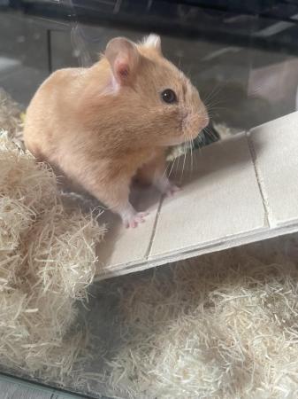 Image 1 of Syrian hamster + cage for sale
