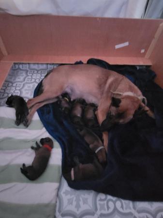 Image 7 of Belgian shepherd x greyhound pupsHere we have 8 beautiful pu