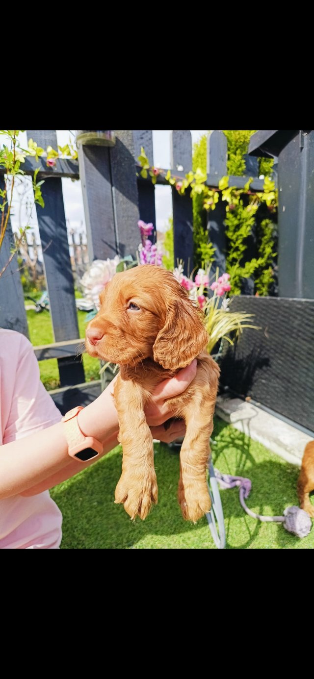Preview of the first image of Beautiful cocker spaniel pups.