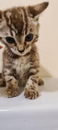 Image 6 of Last stunning Bengal Boy ready for a loving new home