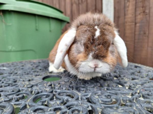 Image 6 of TWO PURE BRED MINI LOP RABBITS FOR SALE..