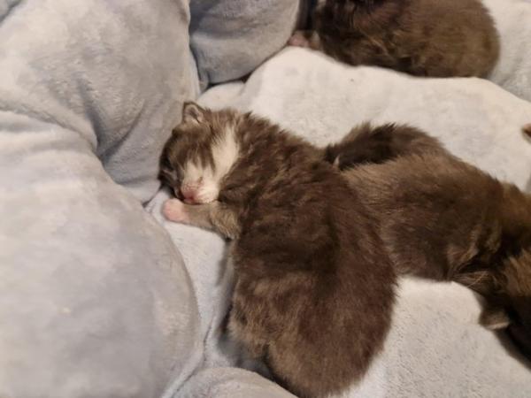 Image 18 of Gccf/ tica maine coon kittens microchipped and vaccinated
