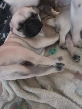 Image 4 of 2 fawn female pugs KC bloodline ready for forever home