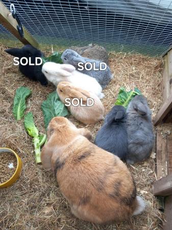Image 3 of 7 Baby mini lops, mixed colours