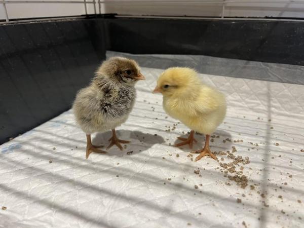 Image 2 of *** Day old chicks available ***