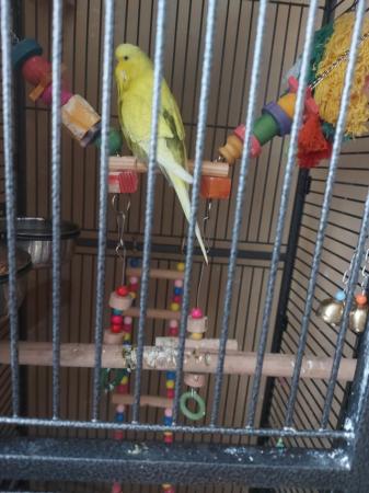 Image 5 of Male and female pair of budgies, 2 years old.