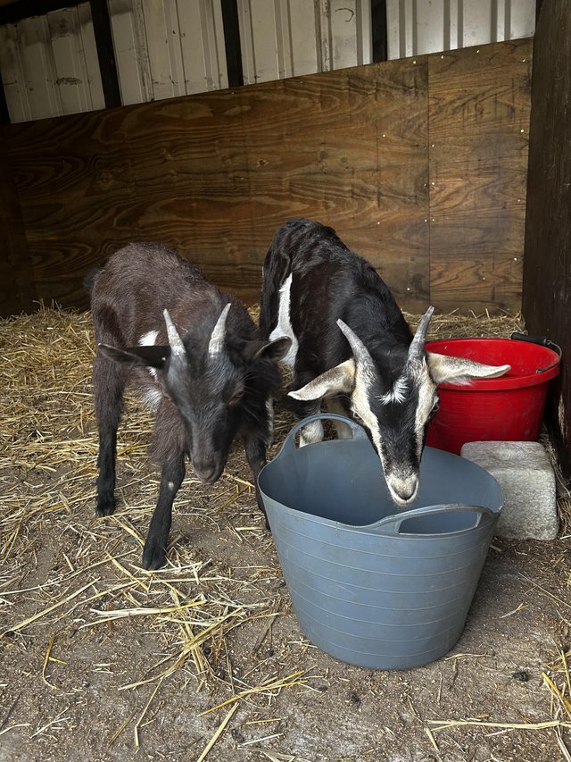 Preview of the first image of 4 month old Wether goats.