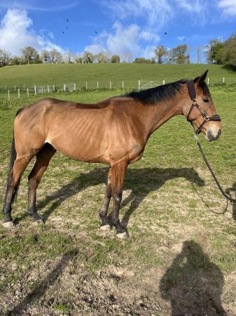 Image 2 of Stunning Project Thoroughbred Gelding Exracehorse