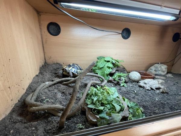 Image 4 of 2 year old Herman’s tortoise