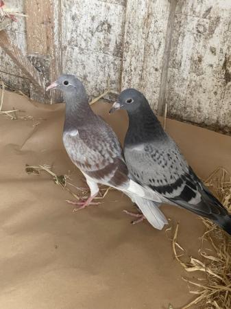 Image 5 of Racing pigeons ,,,,,,,,,,,
