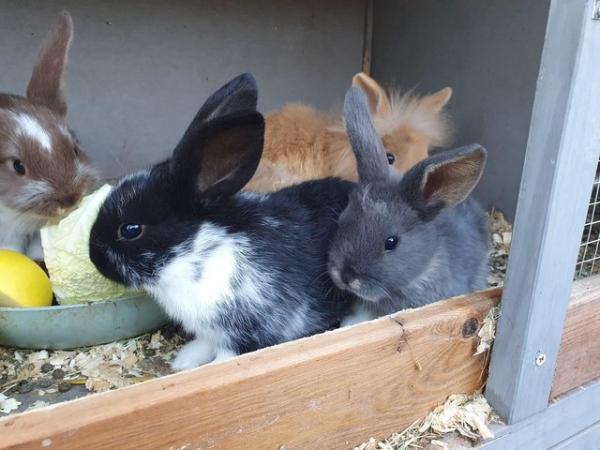 Image 2 of Baby mini lop rabbits for sale