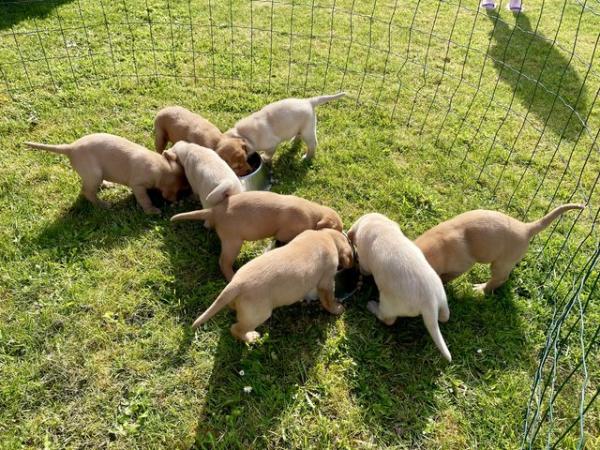 Image 5 of Labrador puppies for sale
