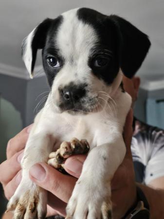 Image 3 of SPRINGER SPANIEL X BOSTON TERRIER PUPS FROM KC PARENTS