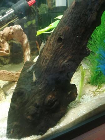Image 1 of Baby Shrimp aquarium for sale