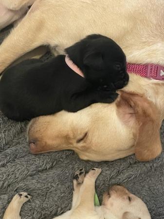 Image 6 of Beautiful Labrador pups for sale