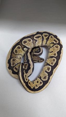 Image 3 of Cb22 spotnose vanilla trick royal python