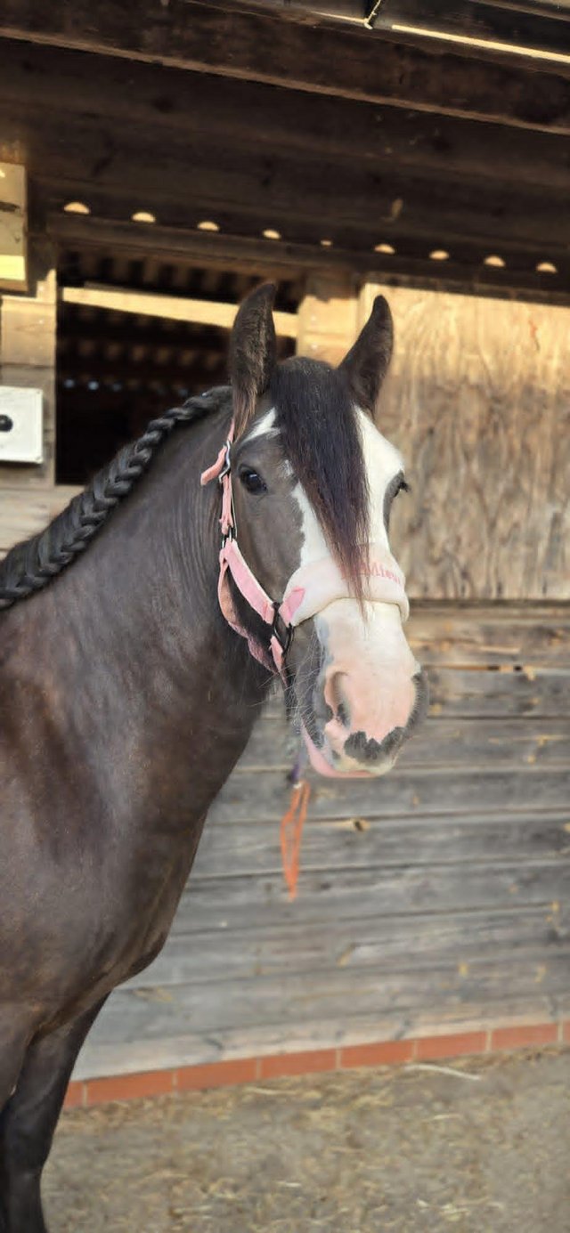 3 year old mare for sale — Pets & Animals in Chelmsford