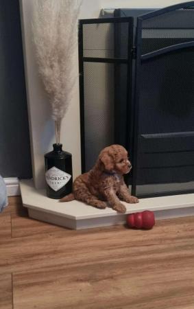 Image 13 of Stunning F2b Toy Cockapoo Puppies - Ready to Leave Friday