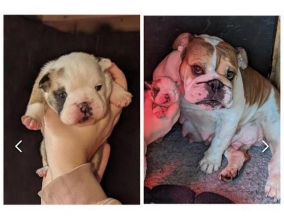 Image 10 of 8 WEEKS READY TO LEAVE KC Registered English Bulldog Puppies