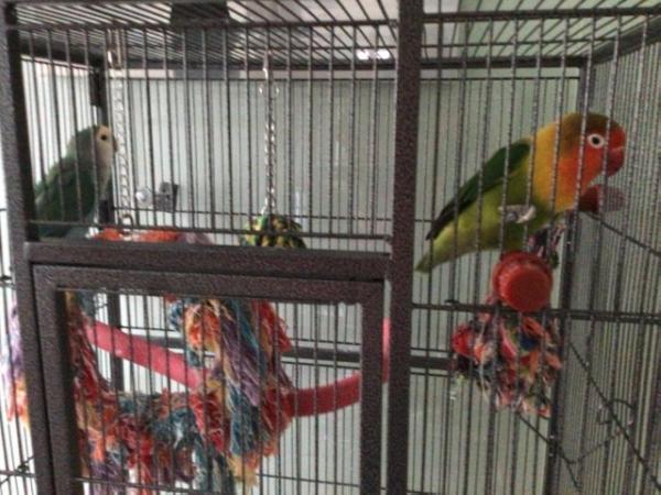 Image 4 of Pair of bonded lovebirds for sale