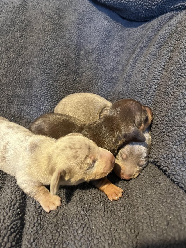 Preview of the first image of 3 beautiful kc reg miniature dachshund boy pups.