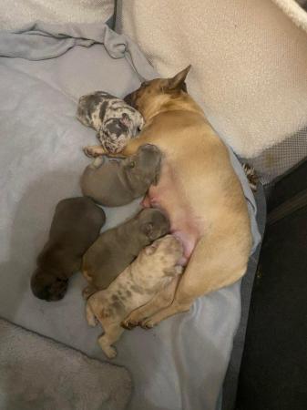 Image 3 of REDUCED ready to leave now Quality French Bulldog Puppies