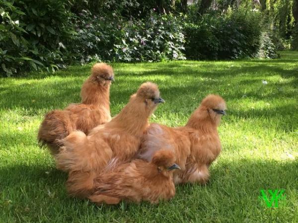 Image 2 of point of lay Silkie pullets