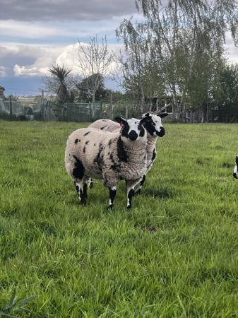 Image 3 of Pedigree Dutch Spotted ewe lambs