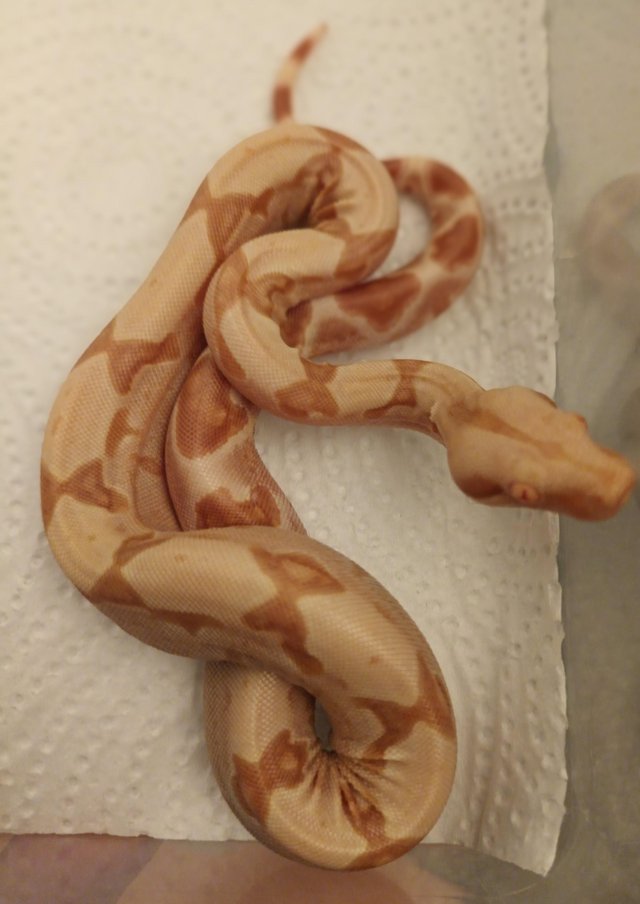 Preview of the first image of Sharp sunglow jungle boas pos het anery.