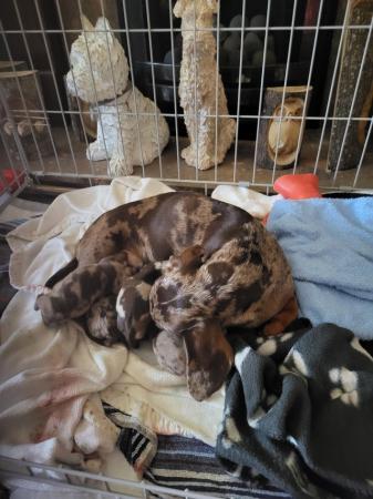 Image 6 of 2 lovely dapper dashhound puppy'sNEW PICS ON