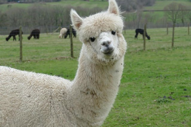 Image 4 of Alpacas - Group of Registered, friendly, young pets
