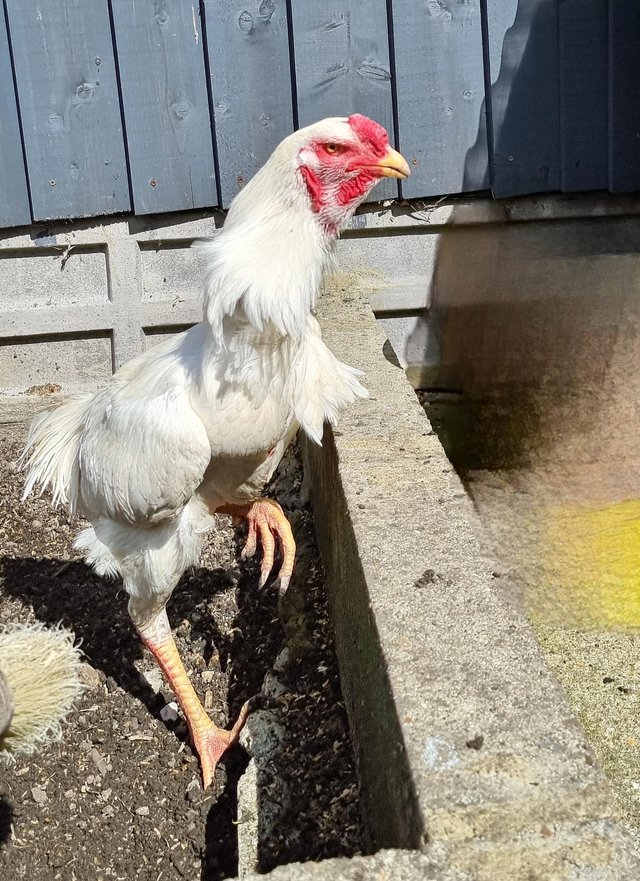 Preview of the first image of Shamo stage chicken for sale.