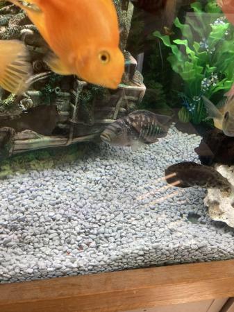 Image 2 of American cichlids tropical fish updated cheap