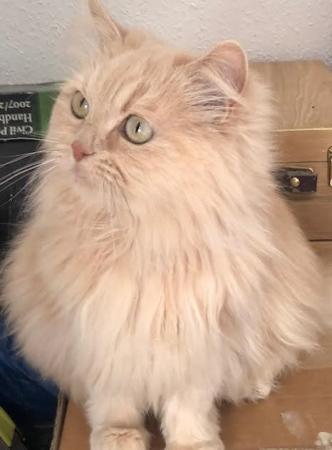 Image 2 of SIBERIAN FEMALE CAT 6 YEARS OLD