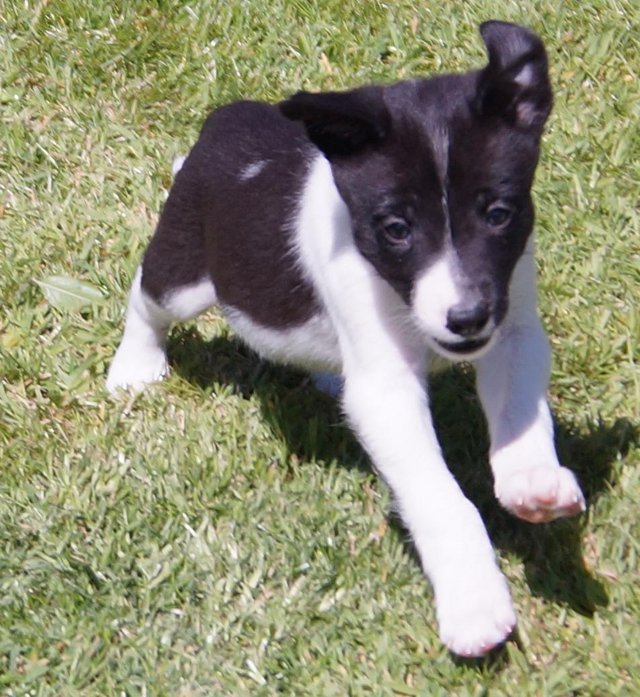 Preview of the first image of 1 Registered ISDS. Border Collie Feamale Pup.