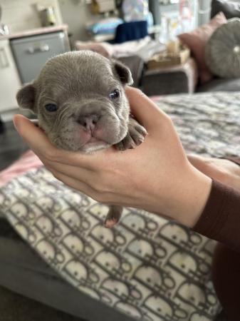 Image 37 of French bulldog Puppys quality litter PP avail
