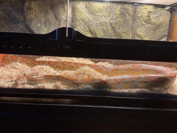 Image 3 of Adult corn snake 8 years old