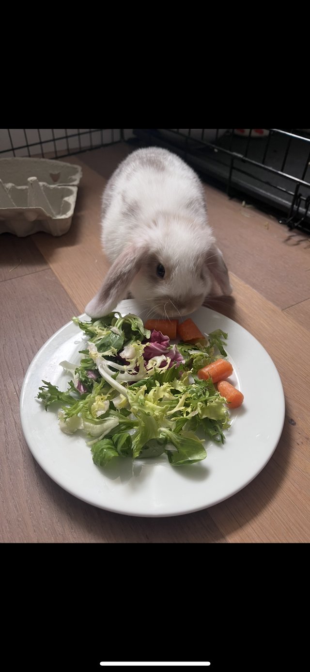 house rabbit price