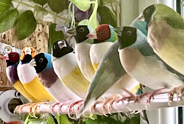 Image 4 of Beautiful unrelated pair of gouldian finches for breeding