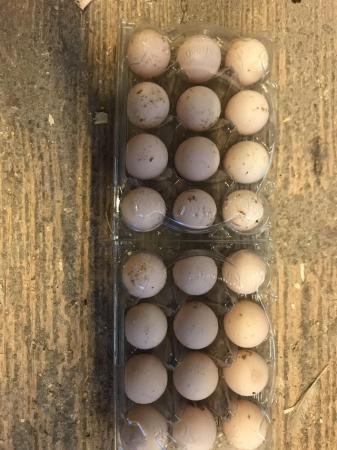 Image 3 of Mountain quail eggs for sale