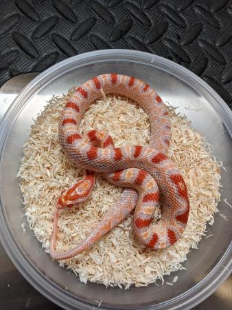 Image 5 of 2023 corn snakes for sale